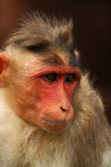 Portrait of the Bonnet macaque. The monkey in Badami Fort.