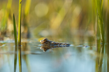 The green toad lies on the surface of the pond among the reeds.