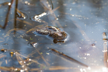 The green toad lies on the surface of the pond among the reeds.