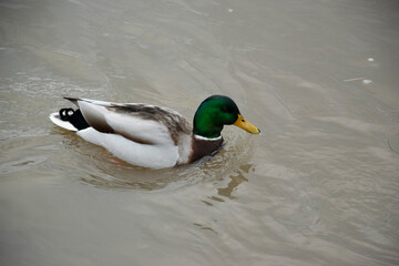 duck on the water