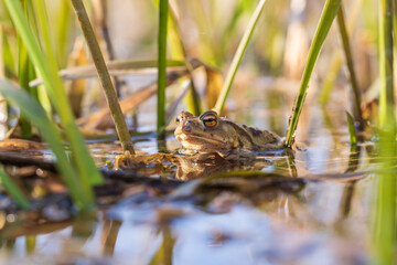 The green toad lies on the surface of the pond among the reeds.