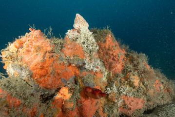 Spugne di vari tipi e colori su una roccia