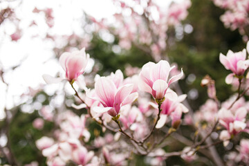 Fototapeta premium Close Up of Magnolia Flowers. Perfect Spring Concept Background