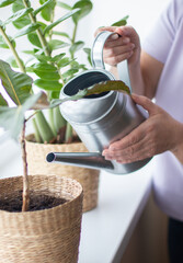An elderly woman waters home plants on the windowsill from a watering can. spring cleaning