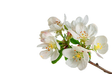 Naklejka na ściany i meble Beautiful apple blossom flower with branch isolated on white background.