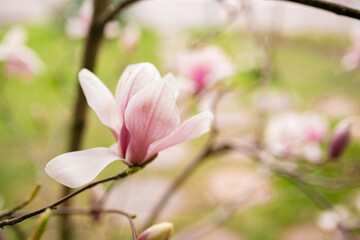 Fototapeta na wymiar Close Up of Magnolia Flowers. Perfect Spring Concept Background
