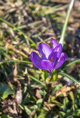 purple crocus flower