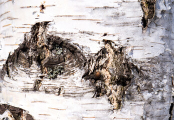 bark texture