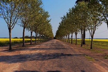 Camino rural, Baradero, Buenos Aires