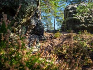 Gro&szlig;er Lorenzstein in der S&auml;chsischen Schweiz - Heidekraut am Rabent&uuml;rmchen