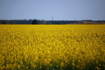 Obraz premium Campo de Colza, Baradero, Buenos Aires