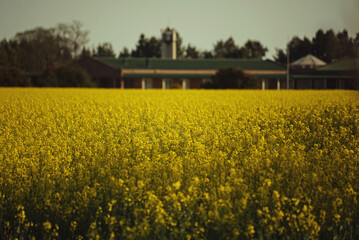 Campo de Colza, Baradero, Buenos Aires