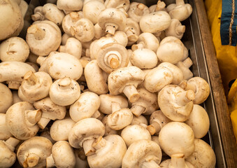 Mushrooms on display