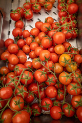 Vine tomatoes on display