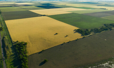 Wheat field ready to harvest, in the Pampas plain, La Pampa, Argentina.