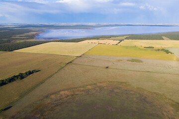 Fototapeta na wymiar Wheat field ready to harvest, in the Pampas plain, La Pampa, Argentina.