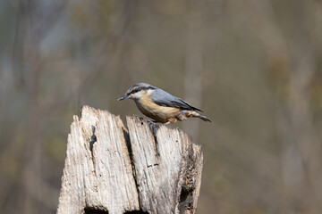 Nuthatch (Sitta europaea) on a tree stump
