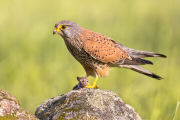 Common Kestrel Perched Eating Mouse