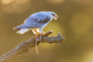 Black Winged Kite on Bright Background with mouse prey
