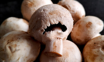Delicious fresh  mushrooms from the organic fair.
