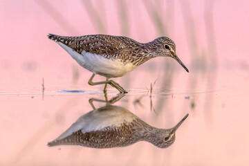Green Sandpiper Wading against bright background