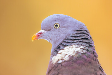Headshot Portrait of Wood pigeon bright background