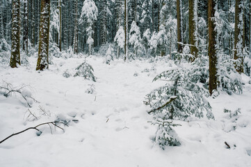 Mystical winter forest in deep snow in Emmental