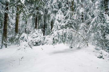 Mystical winter forest in deep snow in Emmental