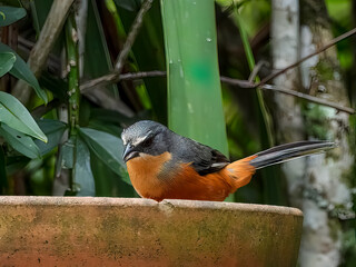 Buff-throated Warbling-Finch (Microspingus lateralis) feeding on a ceramic plate