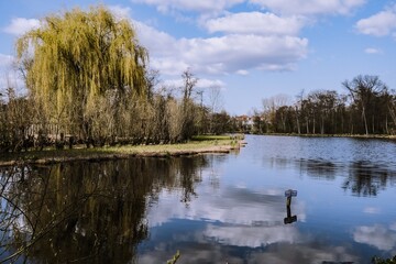 lake and trees