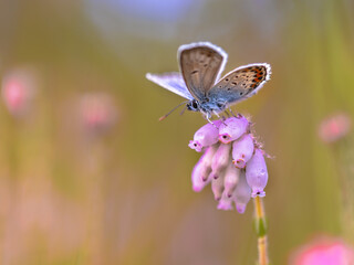 Silver Studded Blue Butterfly on Erica Heath