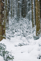 winter forest in Emmental