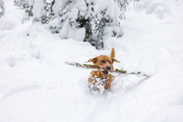 brown labrador retriever dog with branch in snow in the hills of Emmental