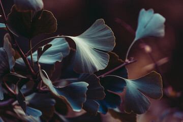 Close-up on Ginkgo Biloba tree. Blue leaves on dark background. Autumn concept background. Macro...