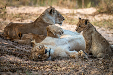 Pride of Lions resting in the sand.