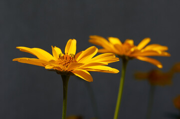 The blooming beautiful yellow daisies flowers. Lovely blossom daisy flowers, background blured