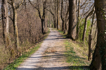 Obraz premium Pedestrian way through a forest in Vaduz in Liechtenstein
