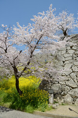 春の津山城　菜の花と桜　岡山県津山市