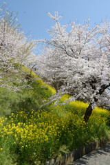 春の津山城　菜の花と桜　岡山県津山市