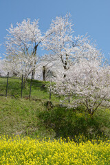 春の津山城　菜の花と桜　岡山県津山市