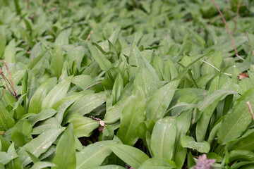 Obraz premium Wild garlic or Allium Ursinum leafs in spring time in Werdenberg in Switzerland