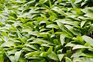 Wild garlic or Allium Ursinum leafs in spring time in Werdenberg in Switzerland