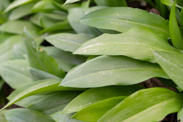 Wild garlic or Allium Ursinum leafs in spring time in Werdenberg in Switzerland