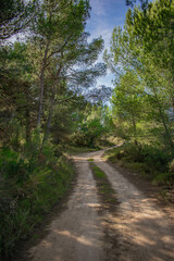 Fototapeta na wymiar Camino en la naturaleza en un bosque.