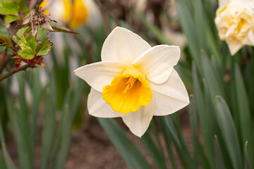 White wild Daffodil or Narcissus Pseudonarcissus in a park in Werdenberg in Switzerland