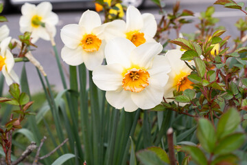 White wild Daffodil or Narcissus Pseudonarcissus in a park in Werdenberg in Switzerland