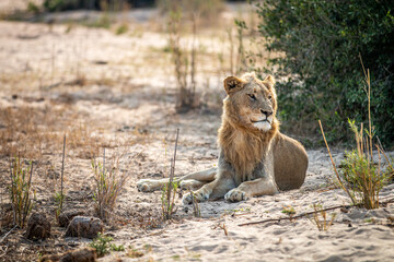 Young male Lion laying in the sand.
