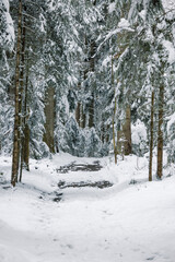 mystical winter forest in Emmental