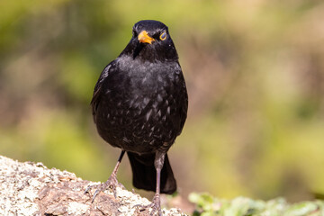 Male Blackbird (Turdus merula) in woodland setting