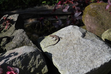 lizards that are sunbathing waiting for prey on the rocks